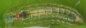 Later Larvae Top of Dark Ciliated-blue - Anthene seltuttus affinis